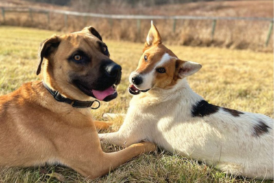 Hudson Paws Dog Rescue