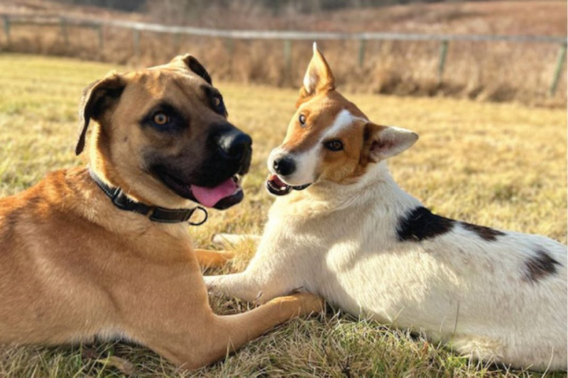 Hudson Paws Dog Rescue